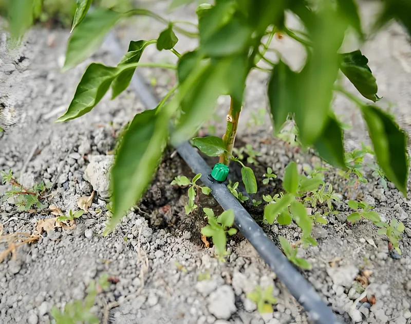 Tropfbewässerungssystem